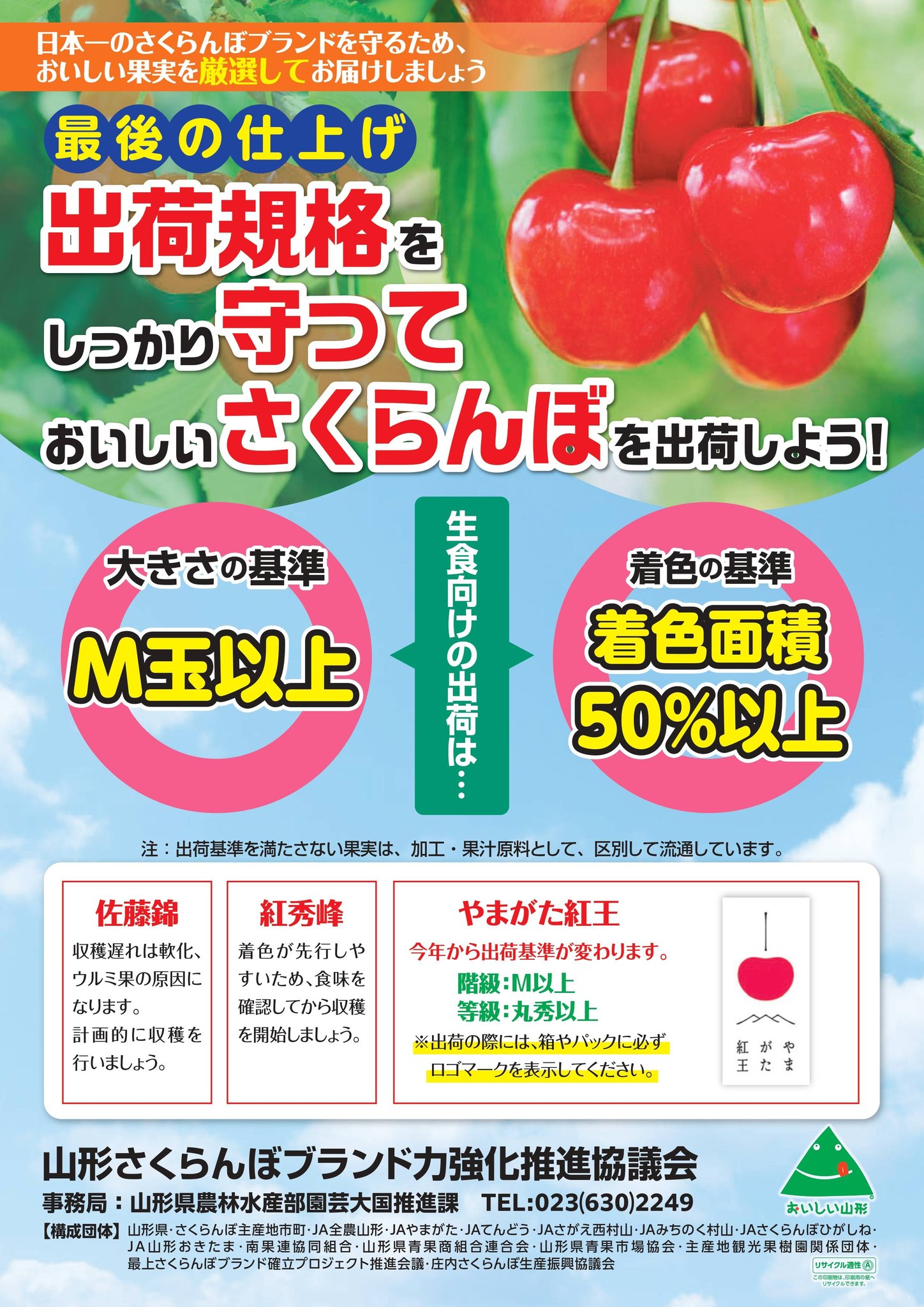 ?いよいよさくらんぼ収穫期！? 主力品種「佐藤錦」の着色が進み 
