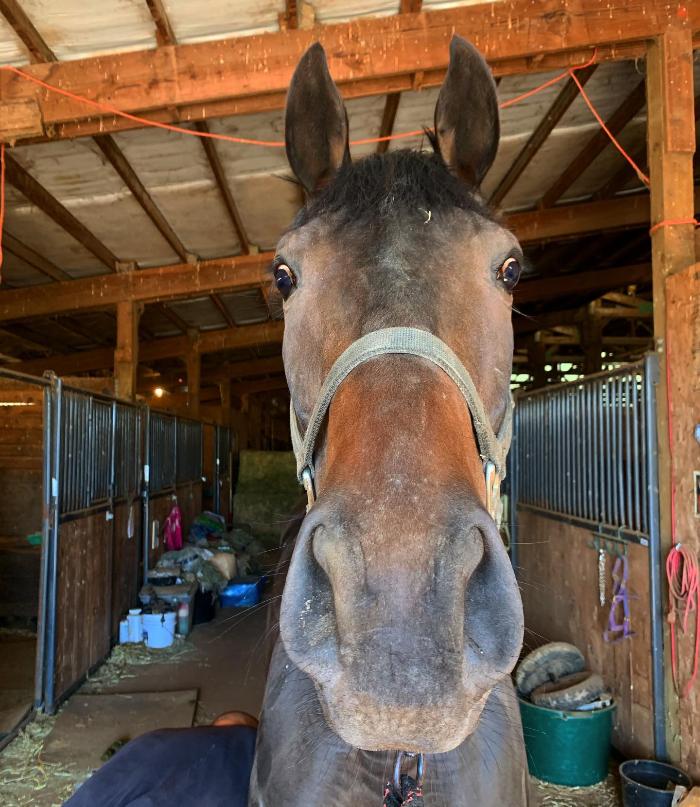 Kerr Racing Horses | Keizer OR