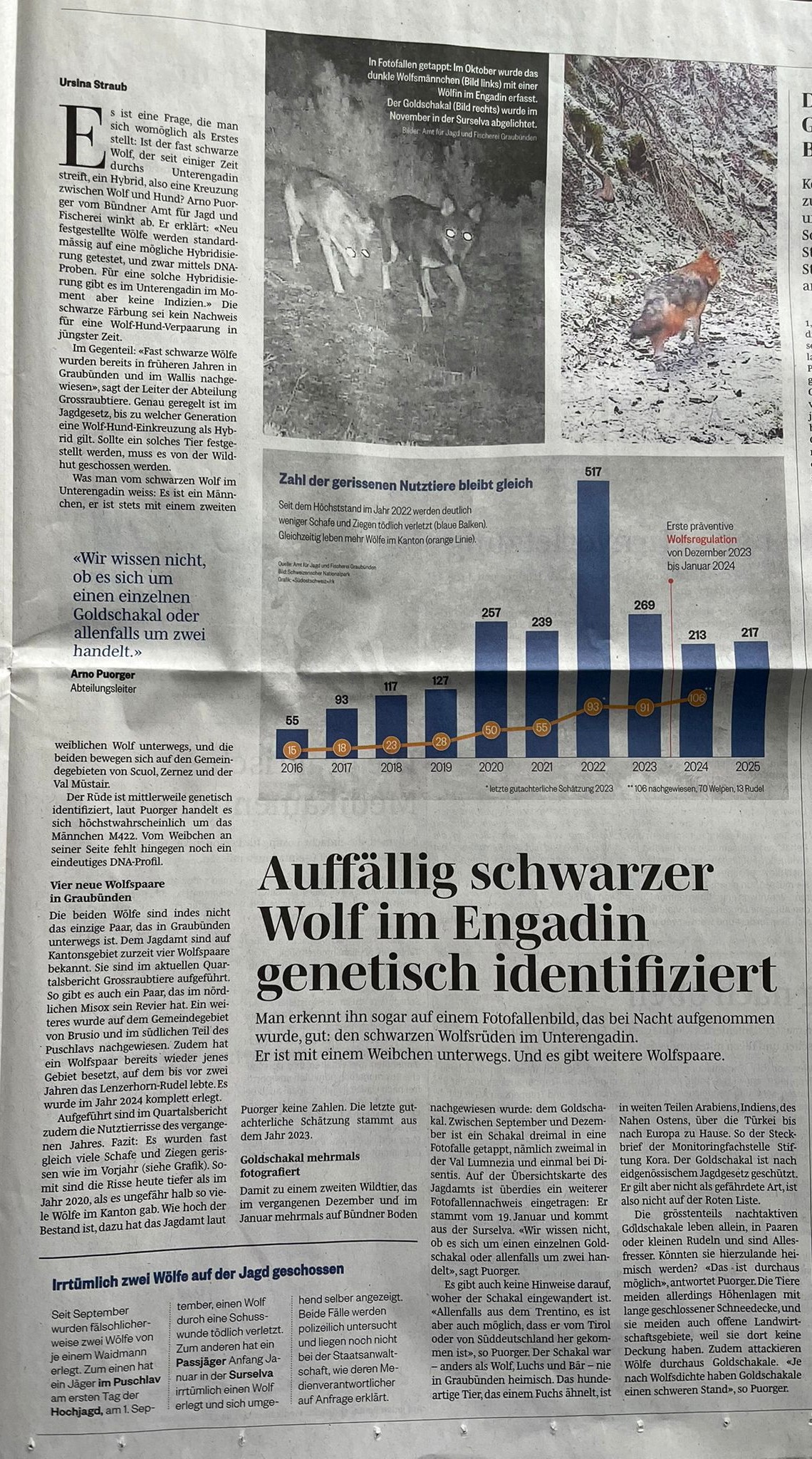CHWOLF - Der auffällig schwarze Wolf im Engadin wurde eindeutig als ...