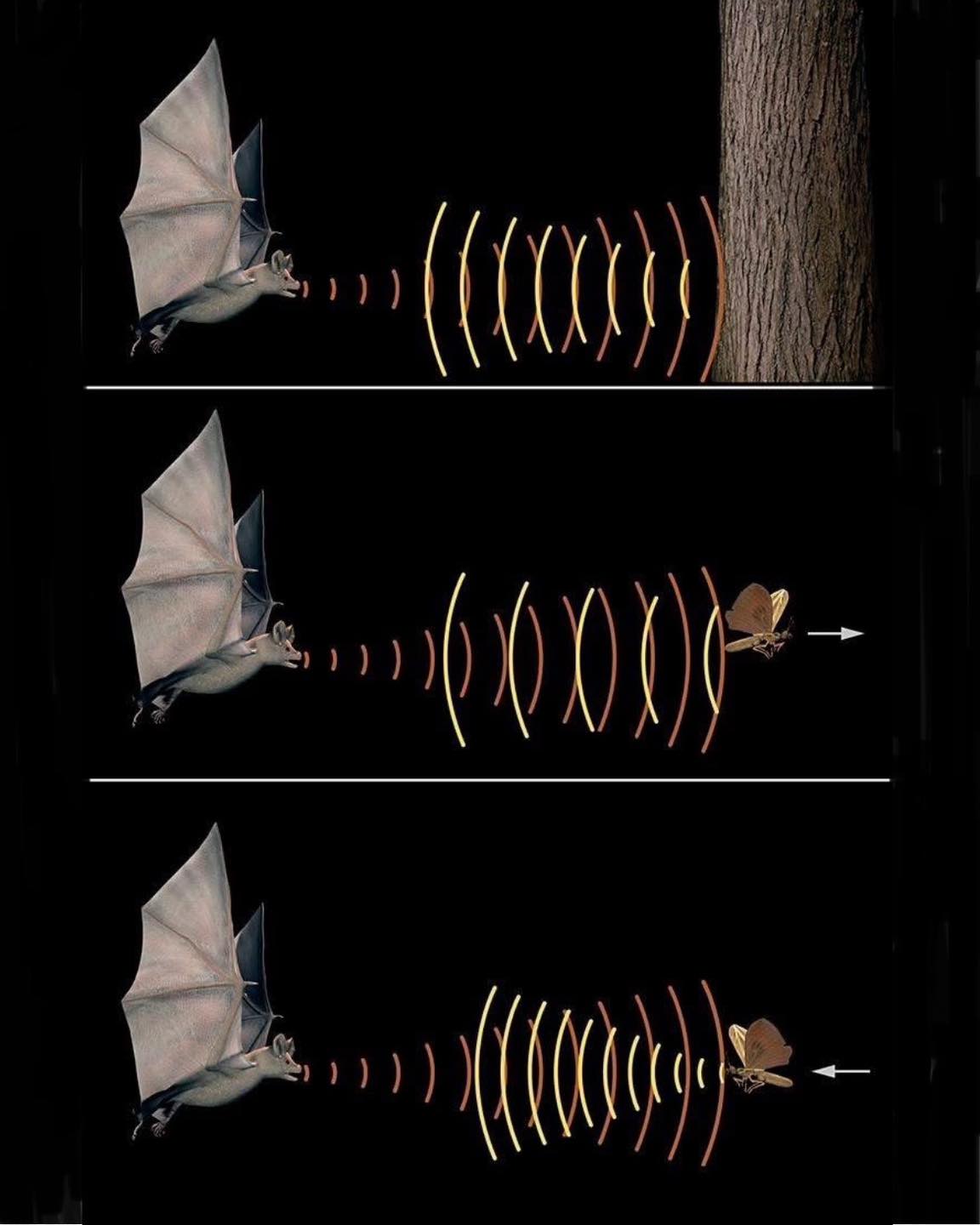 Kansas - Most insect eating bats 🦇 use echolocation to navigate flight ...