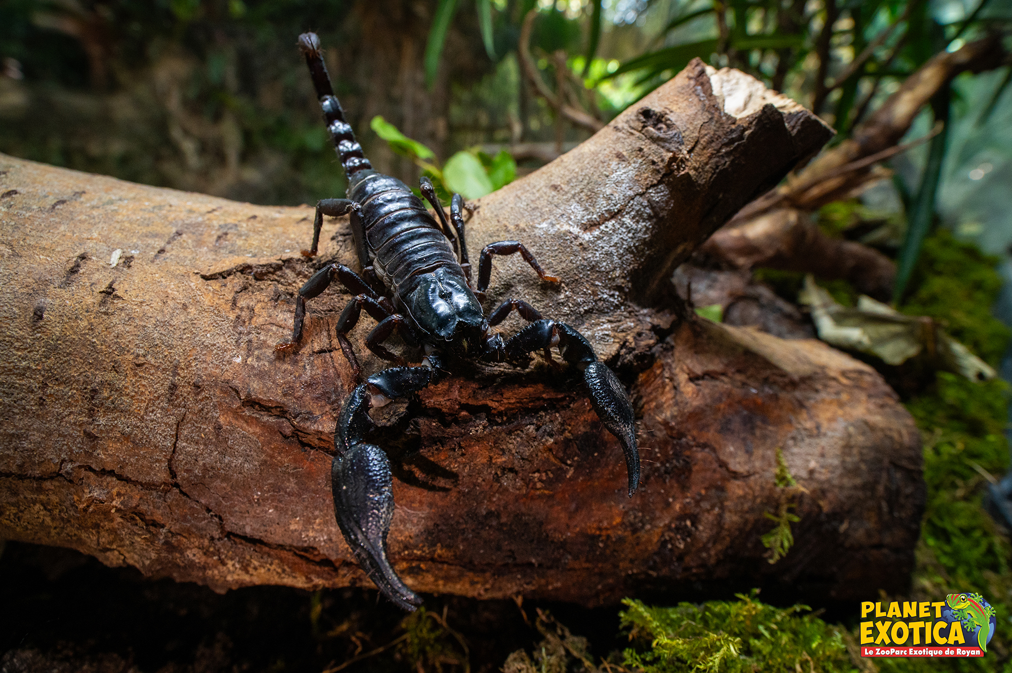 Scorpion Véritable De Malaisie – Spécimen Taxidermie Encadré Bois, Collection Insectes Naturels