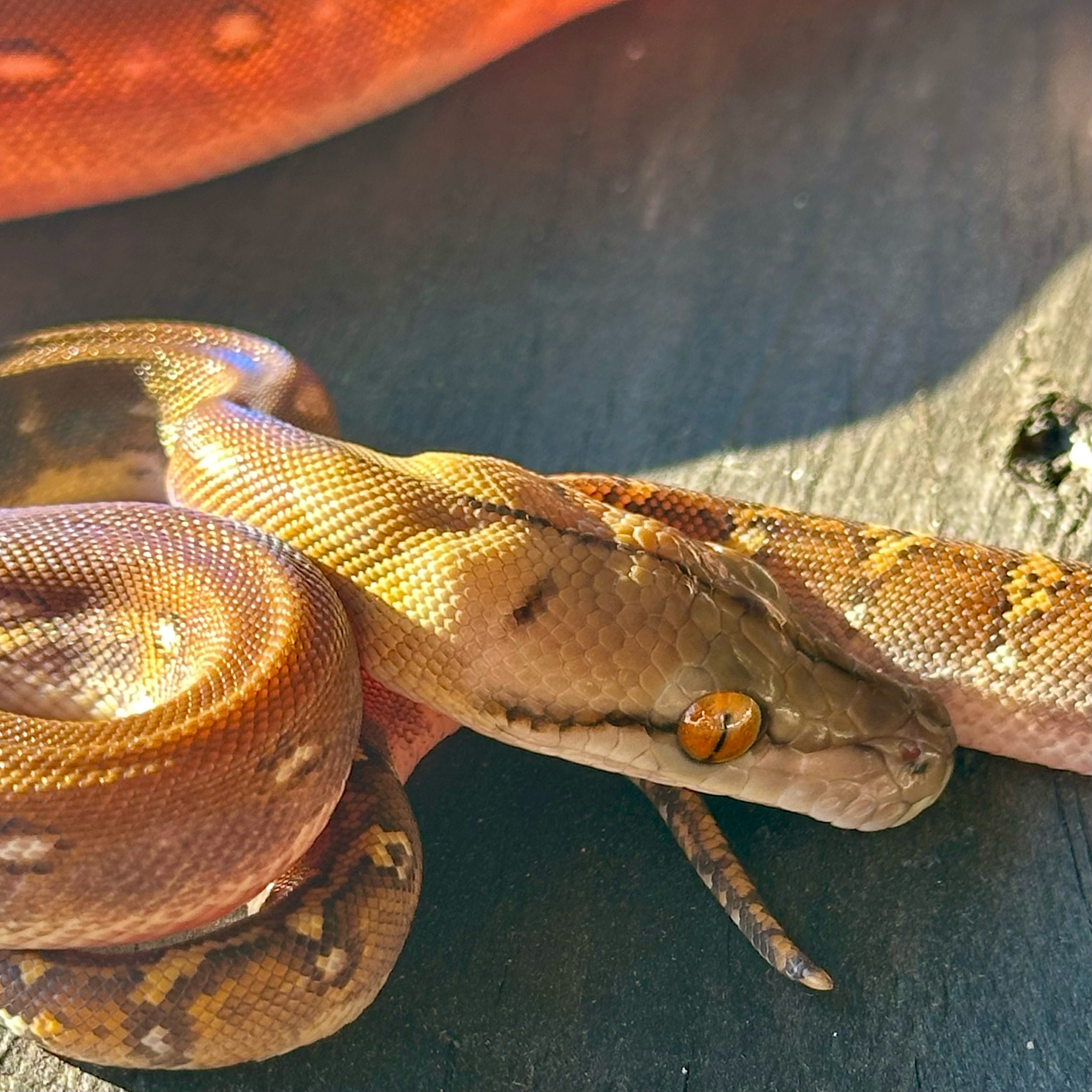 Reach - Dwarf Of The Day: Check out this stunning Phantom Het Anthrax ...