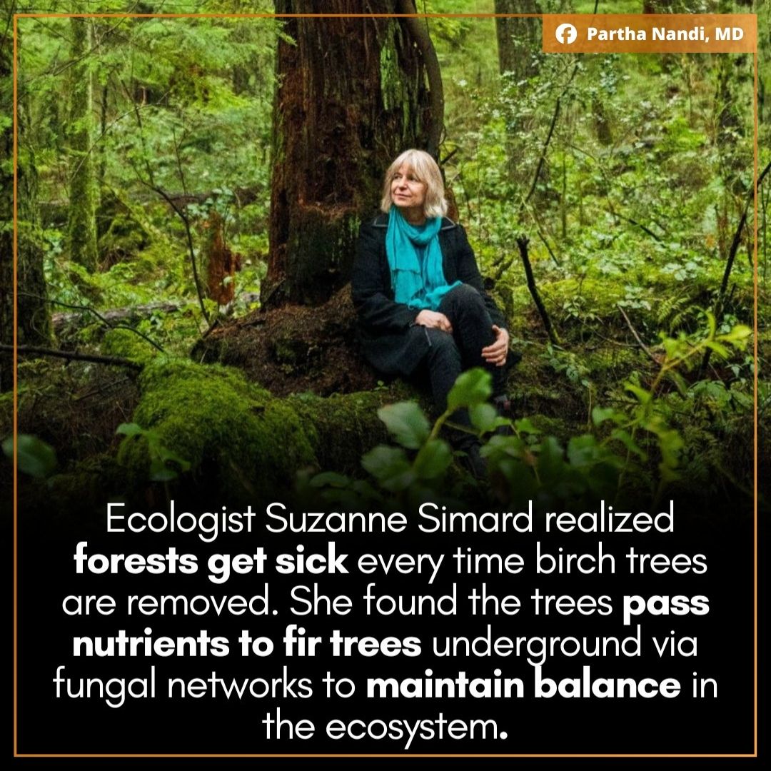 Partha - Suzanne Simard's groundbreaking research reveals forests are ...