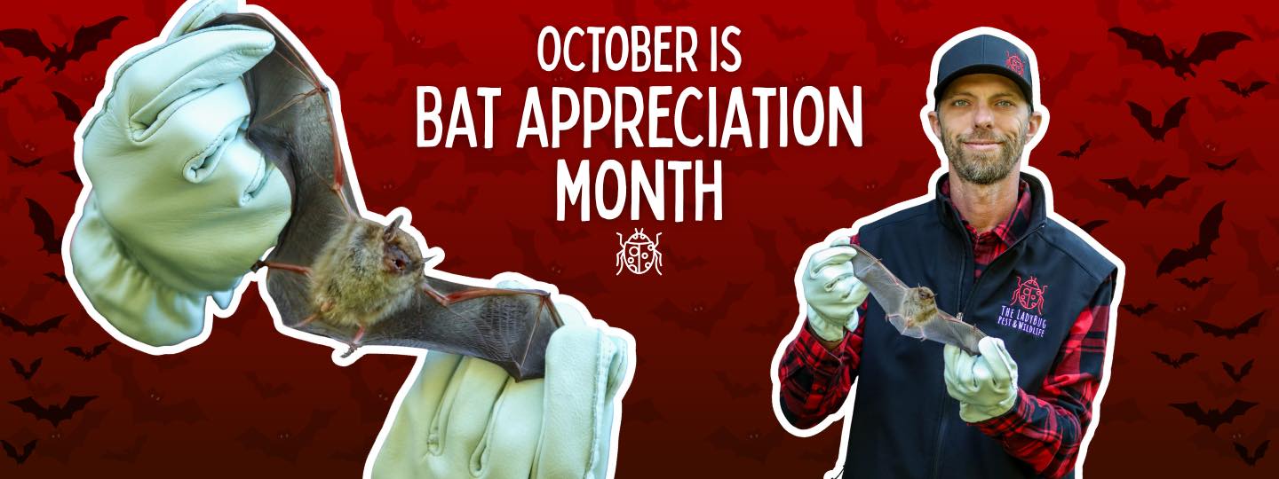 🐛 Bat Bugs... - Trapper Tim’s nuisance wildlife removal LLC | Facebook