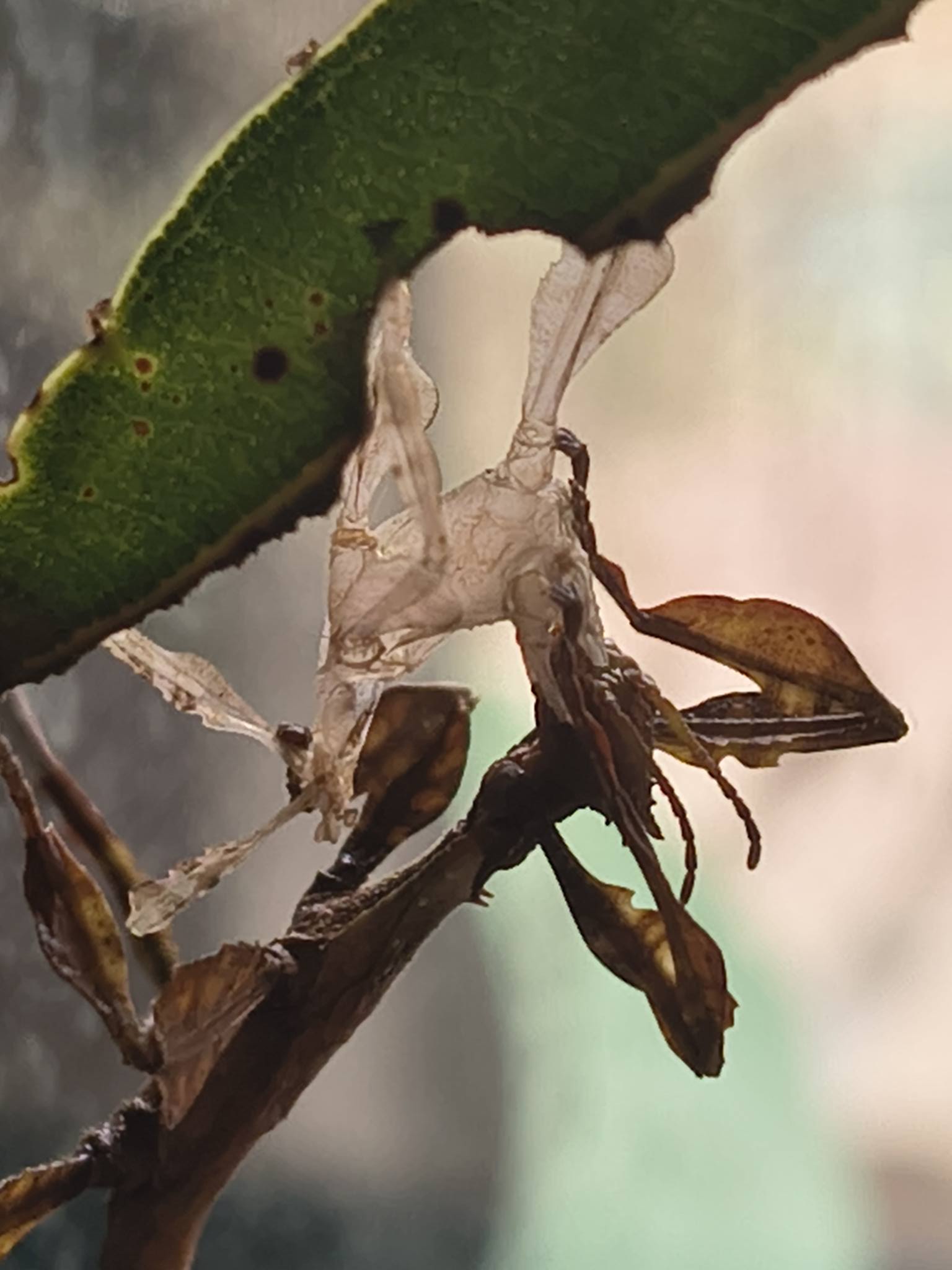 Incredible Insects - spiny leaf insects Canberra | Canberra ACT