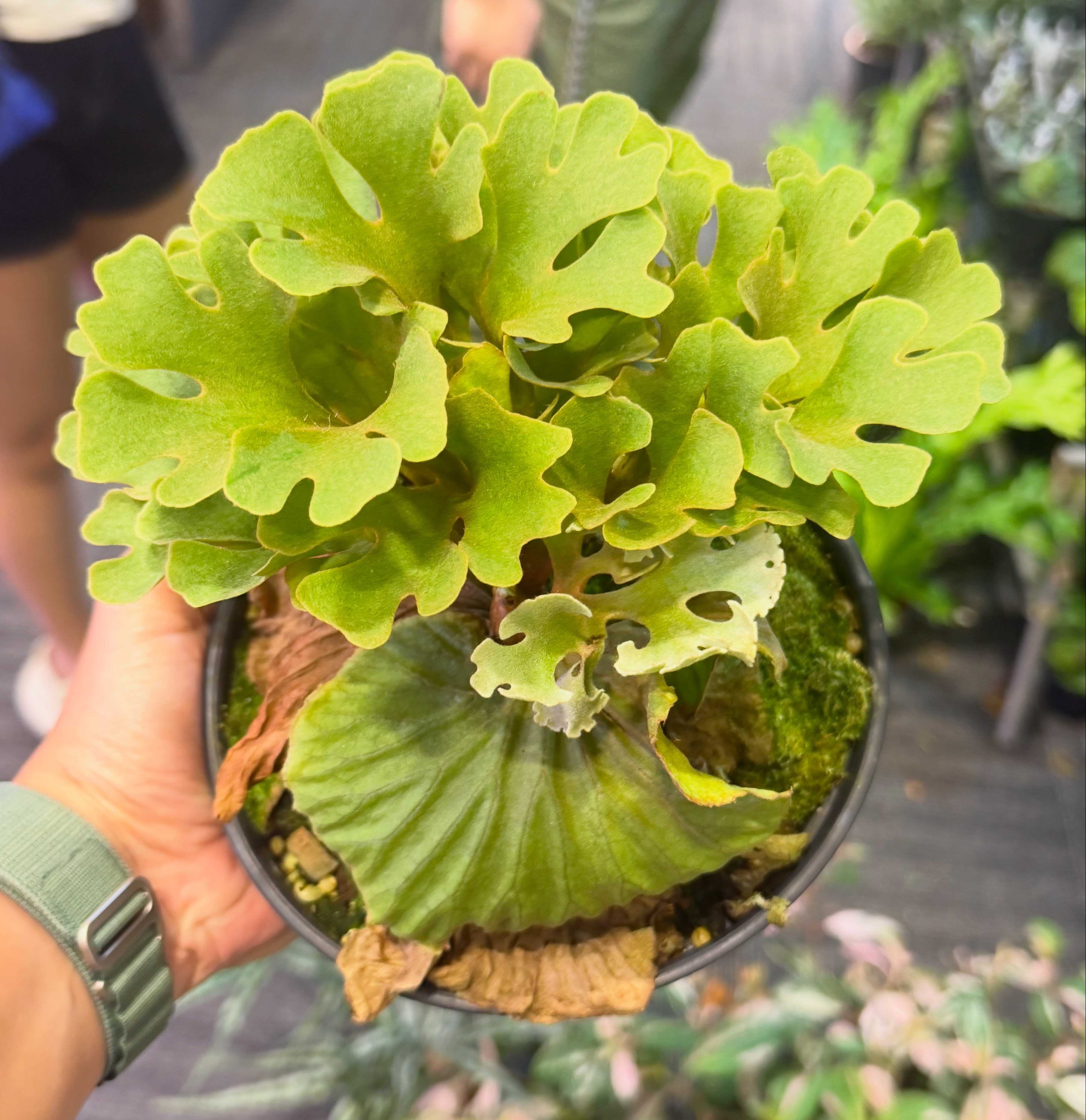 Platcyerium ridleyii dwarf silver - 3 inch and 6 inch ♥️₱2,500