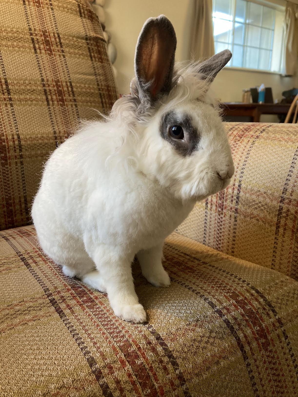 House - Meet Joker, a lively and curious rabbit who keeps his foster ...