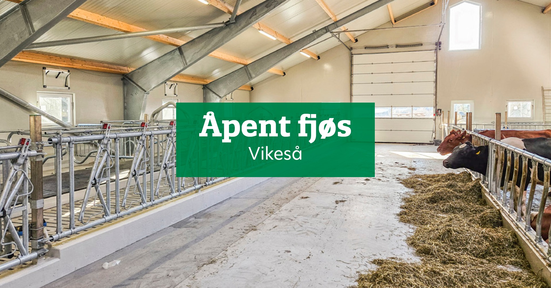 Åpent fjøs på Vikeså