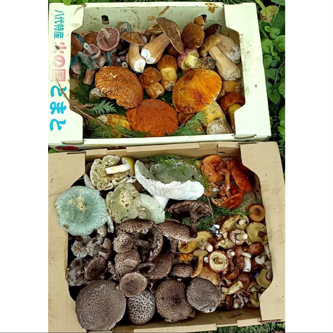 卯屋 - 珍しいキノコ 薄紫ホウキタケ 地方名 ネズミアシ 信州周辺の