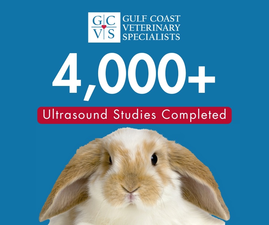 Gulf Coast Veterinary... - Gulf Coast Veterinary Specialists