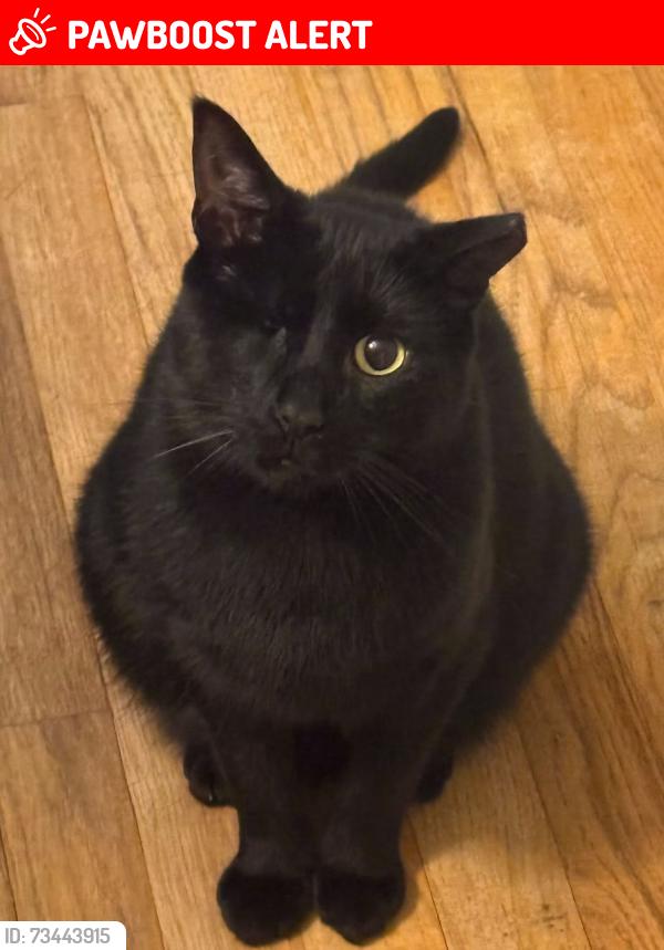black★cat Lost cat AJ in Shelby Township, MI - black with one eye and