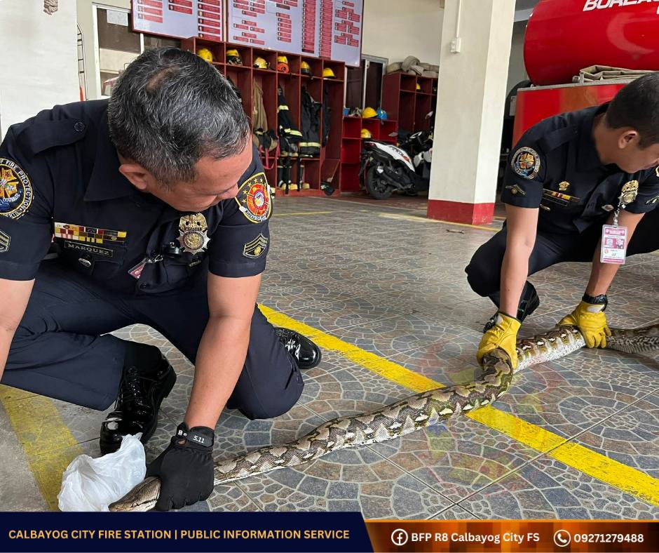 News5 - RETICULATED PYTHON SA ILALIM NG LABABO Na-rescue ng Bureau of ...