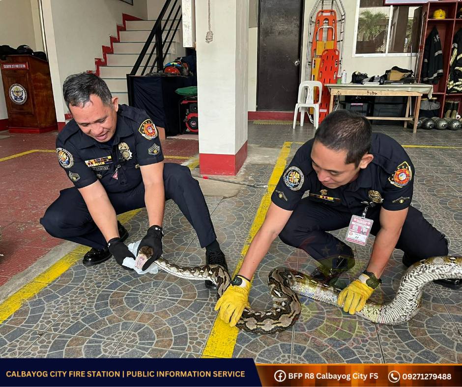 News5 - RETICULATED PYTHON SA ILALIM NG LABABO Na-rescue ng Bureau of ...