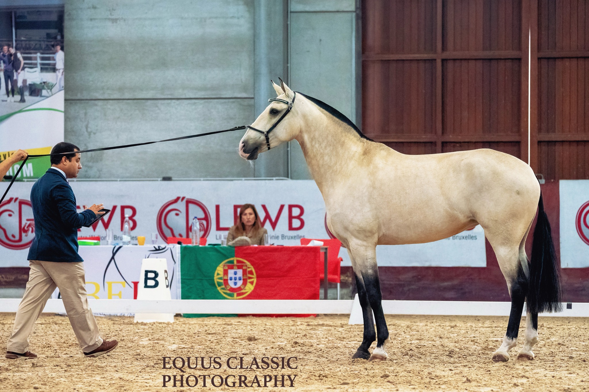 Equus - Keine Unbekannte im Viereck der Zuchtschauen in Belgien und den ...