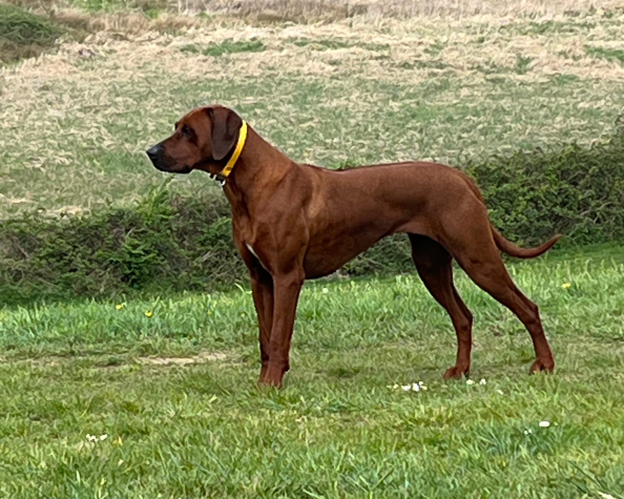 zejakridgebacks.co
