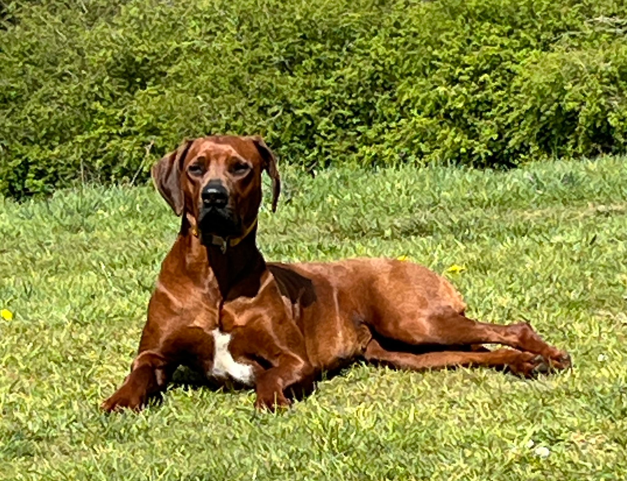 zejakridgebacks.co