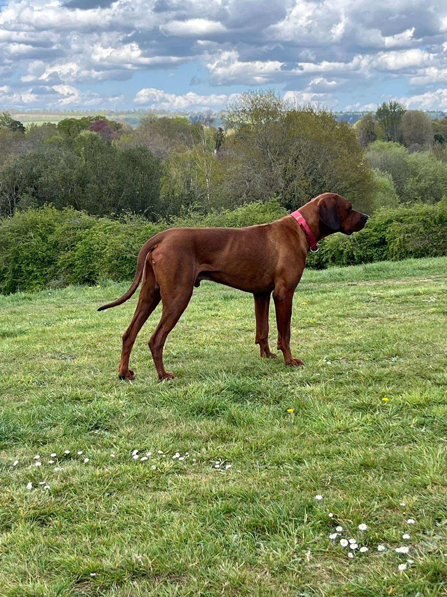 zejakridgebacks.co