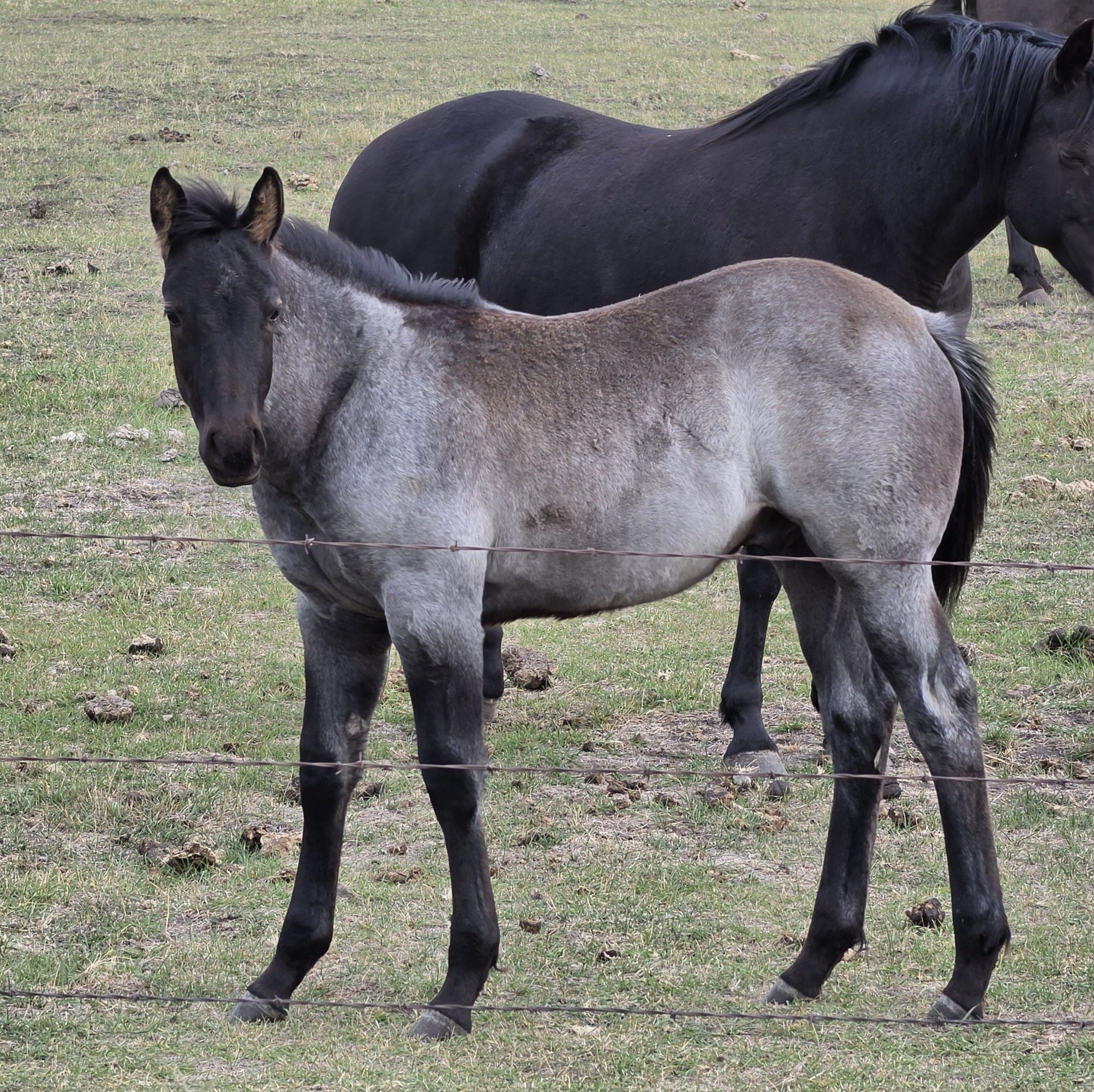 This handsome black AQHA colt is growing up so nicely! #aqhaproud # ...