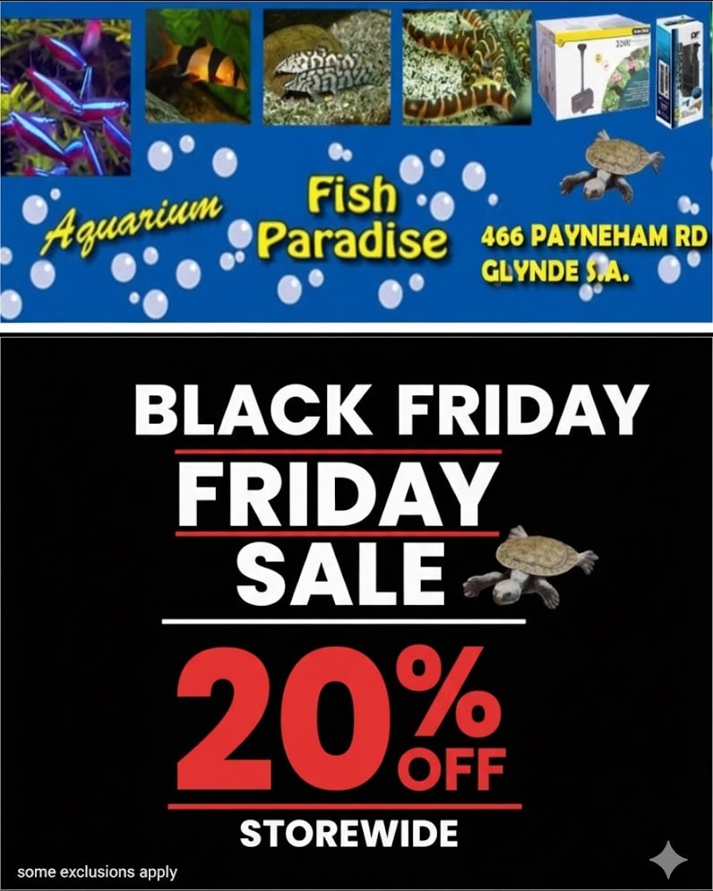 🚨 Black Friday SALE 20% OFF... - Aquarium Fish Paradise | Facebook