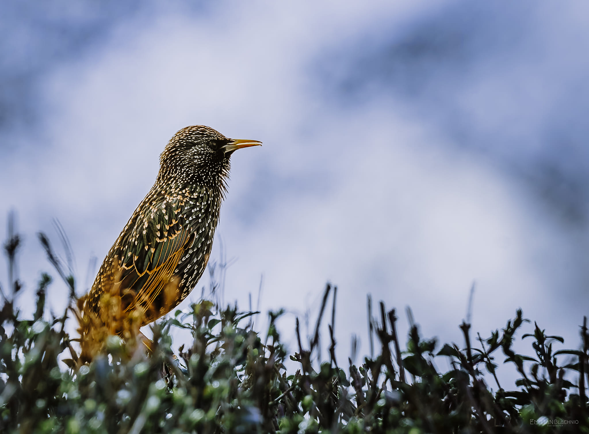 Starling murmuration Captured in the south of Jutland, Denmark on