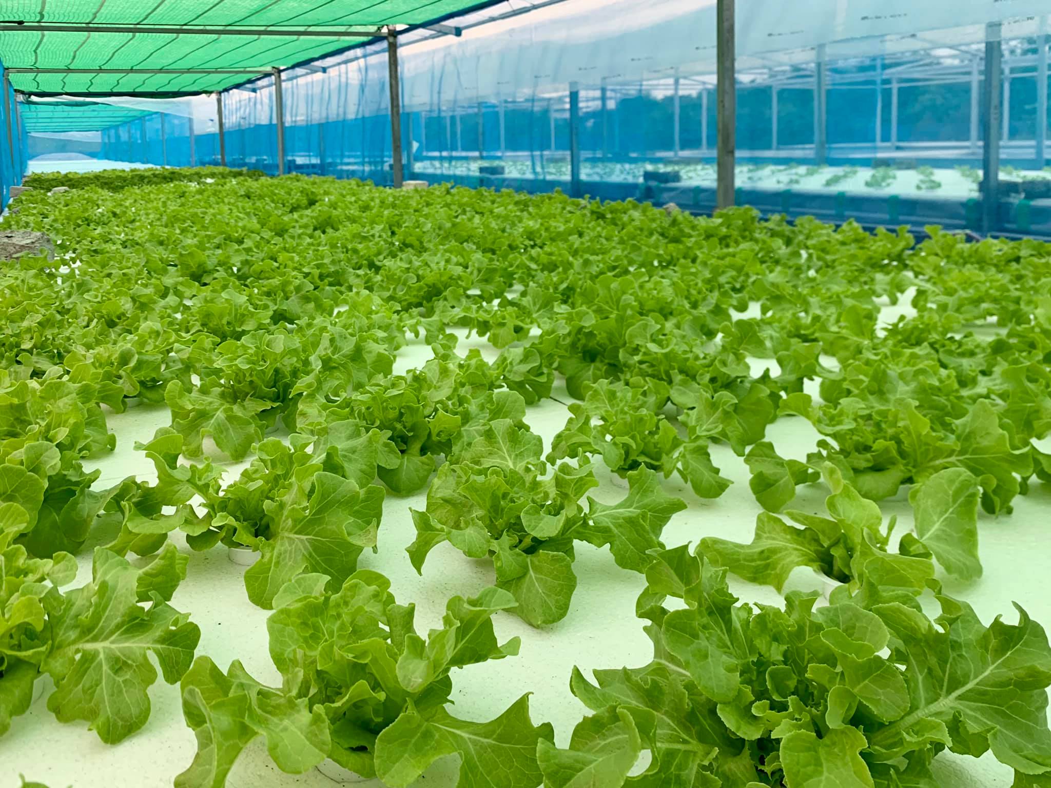 ผักสลัดปลอดสารพิษ สดใหม่ 🥗 🥰... - Advance Hydroponic Farm