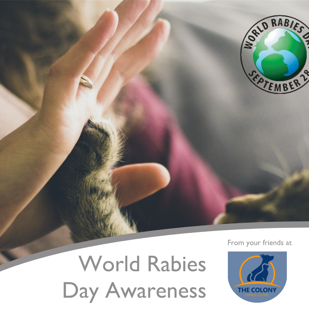 The Colony - 💉🐾 World Rabies Day is September 28th! Rabies is a deadly ...