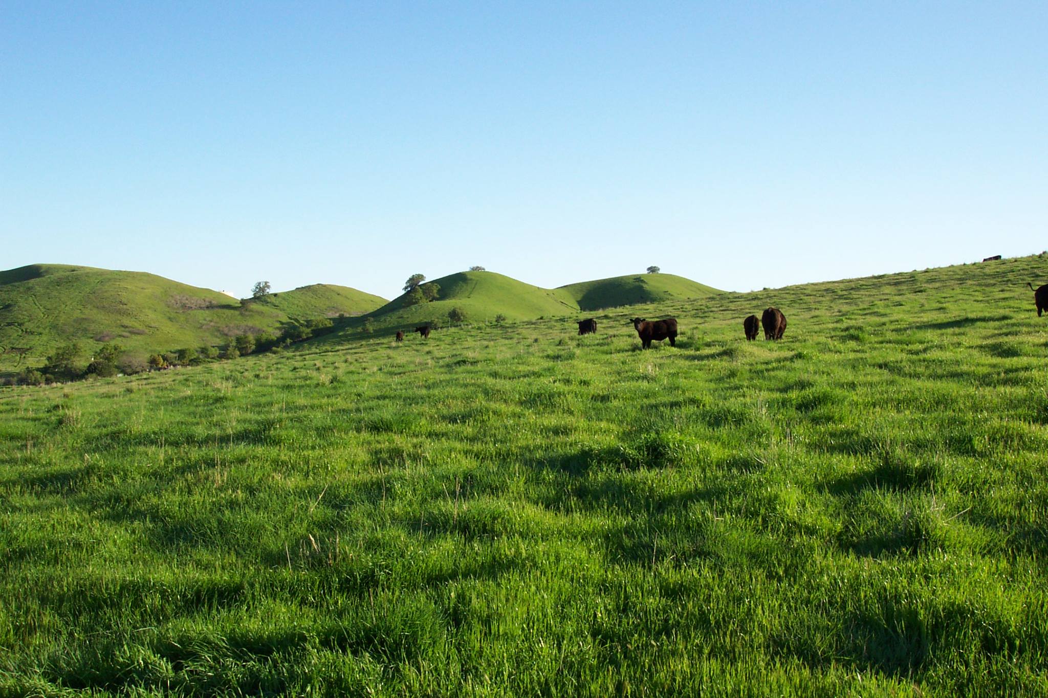 Donati Ranch Angus | Oroville CA