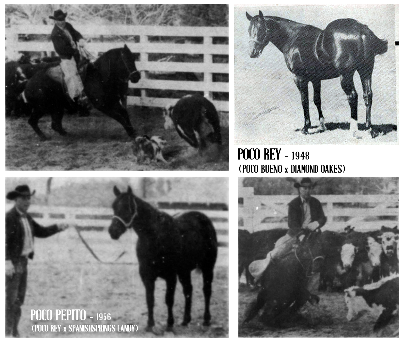 RDVideo - POCO PEPITO - 1956 (POCO REY x SPANISHSPRINGS CANDY) (1961 ...