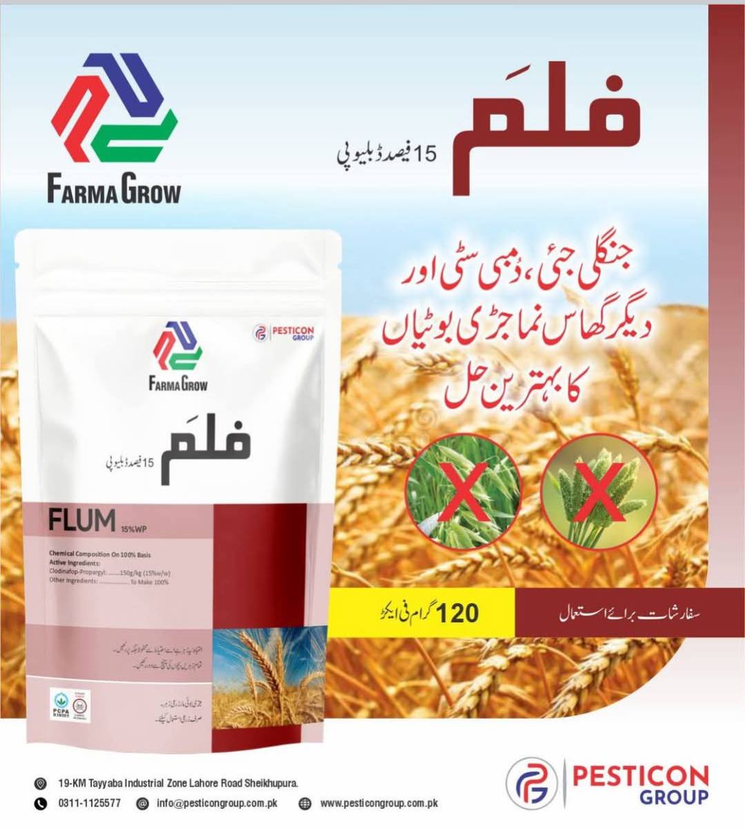 Chohan Traders