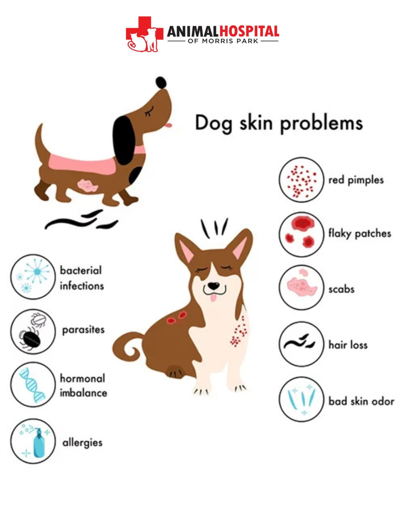 🐶 Dog Skin Problems: What to Watch For 🐾 Skin issues in dogs are more common than many pet parents realize — and they can be uncomfortable, itchy, and even painful if