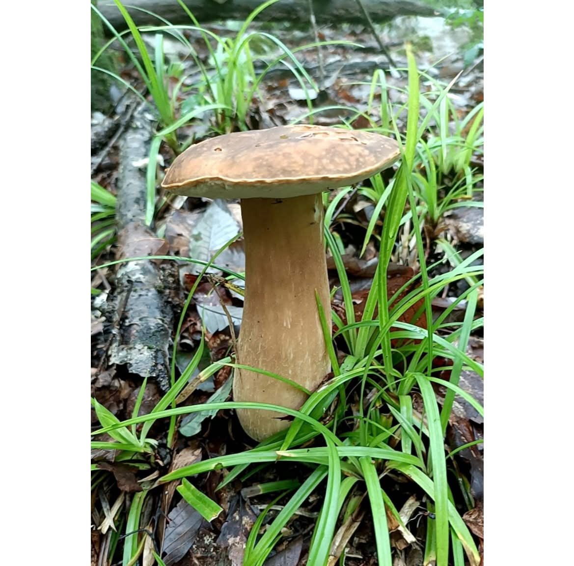 卯屋 - 珍しいキノコ 薄紫ホウキタケ 地方名 ネズミアシ 信州周辺の