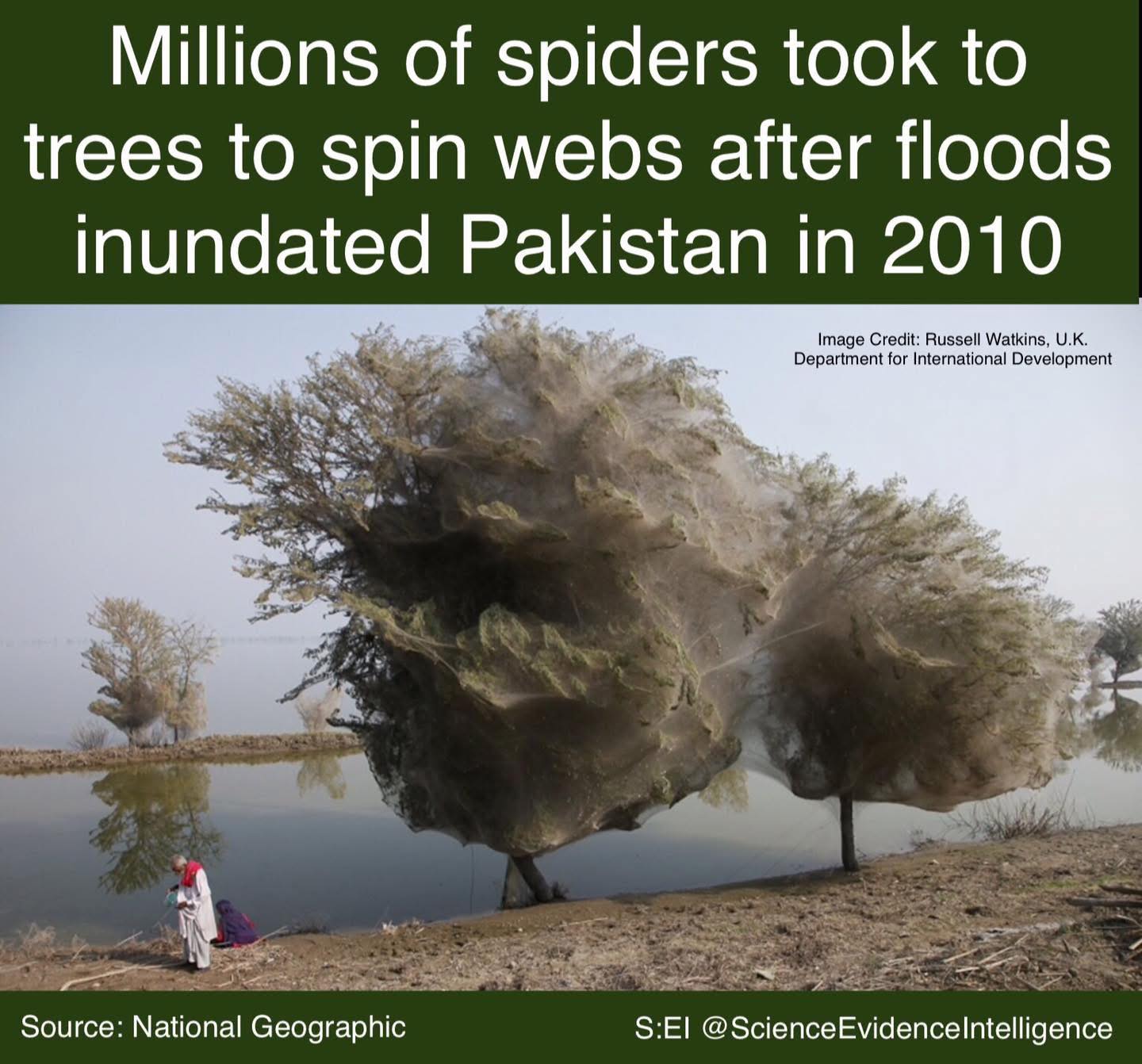 Science: - Trees shrouded in ghostly cocoons line the edges of a ...