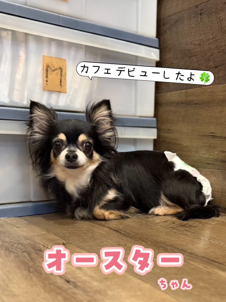 里親さま募集中 オースター #ロングコートチワワ 2020.8.1生まれ