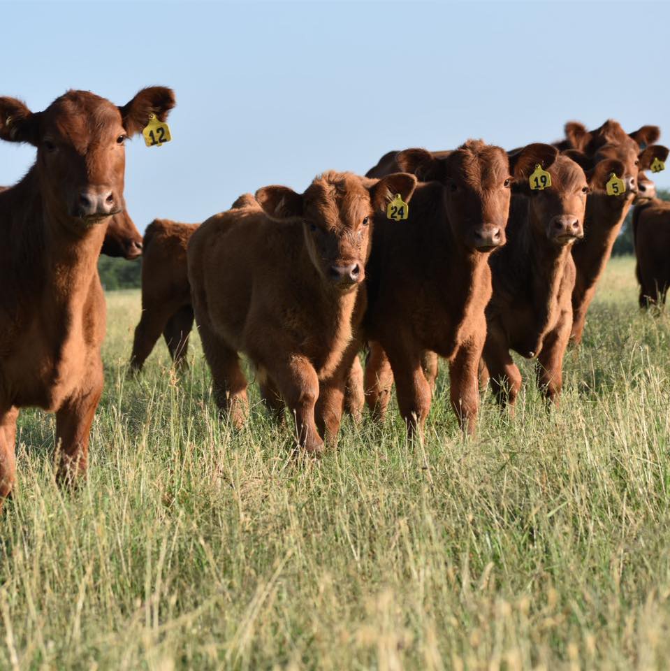 2025 Private Treaty Registered Red... - Shankles 5S Ranch | Facebook
