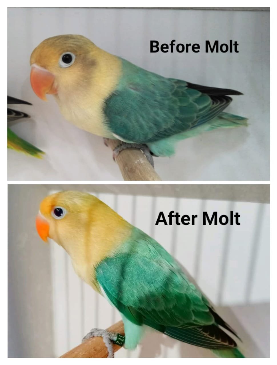 US Aviary - Beautiful visual presentation of Parblue... | Facebook