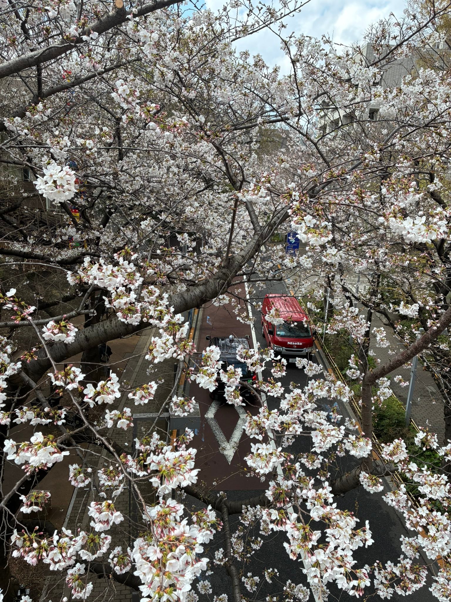 さくら坂公園 4/5(日）有栖川写真club 春の麻布撮影教室開催します 