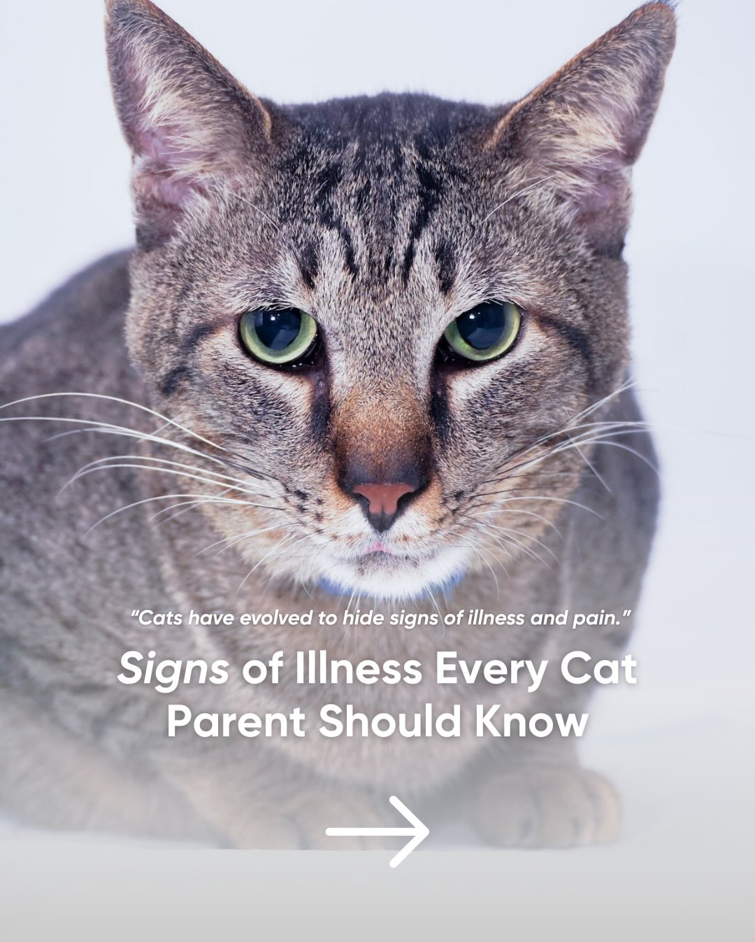 The Cat Clinic - The Cat Clinic added a new photo.