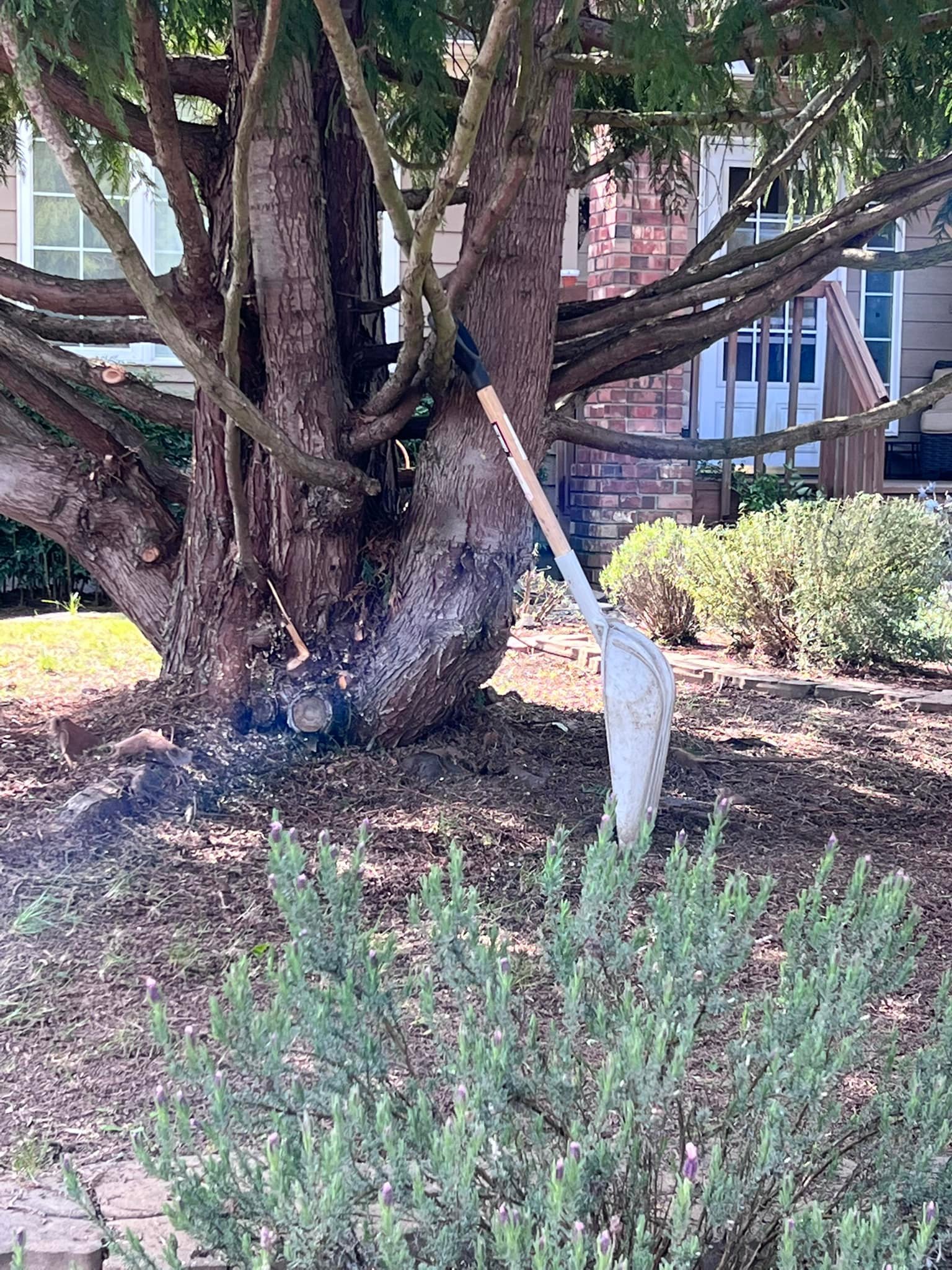 EASY Budget Tree and Landscape Maintenance