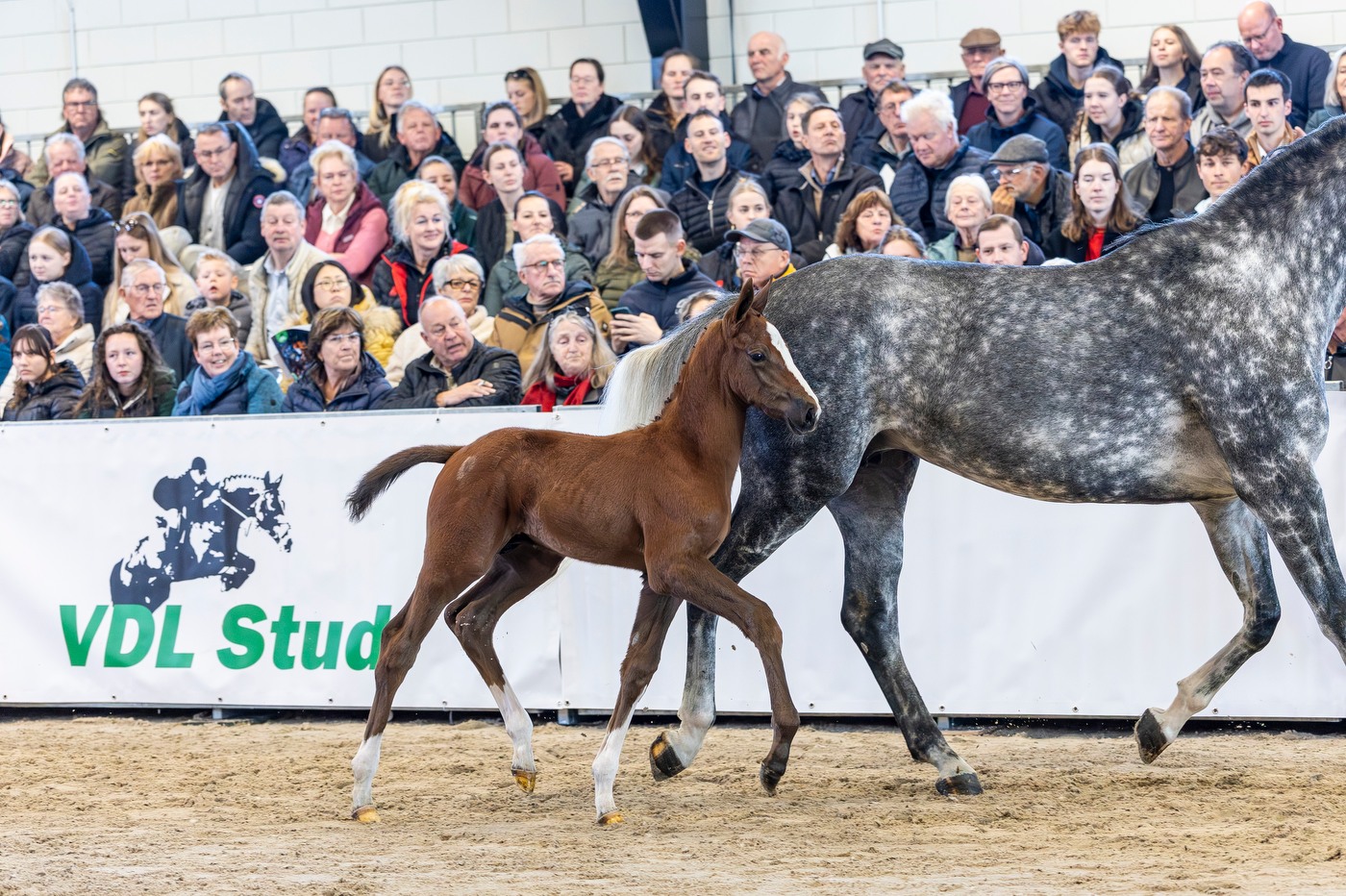 A review from the very much approved VDL Stud Stallion show 2026