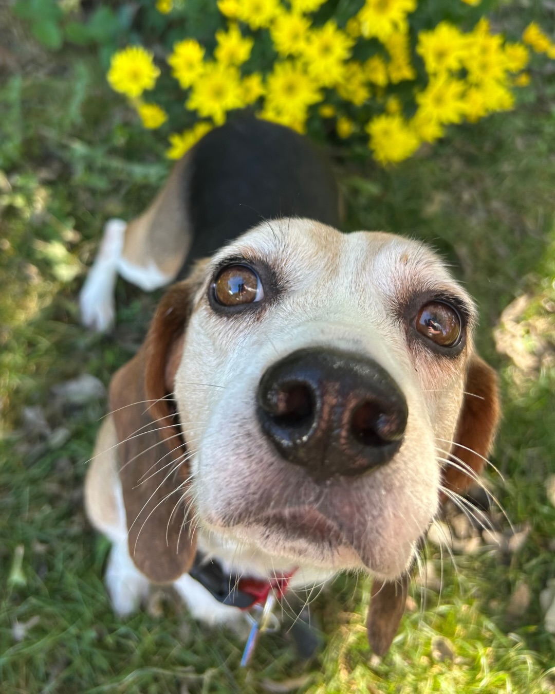 Beagle - ADOPT RYAN 🐶 ️ Ryan is sweet, simple, and easy to please. In ...