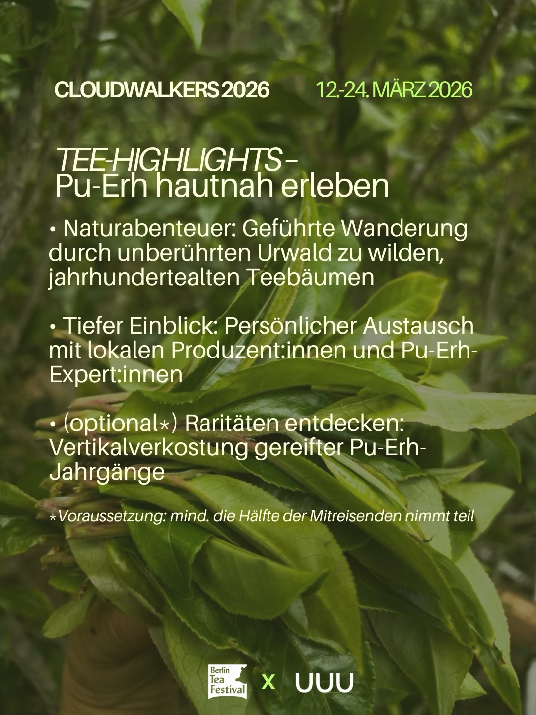 Berlin Tea Festival | Berlin