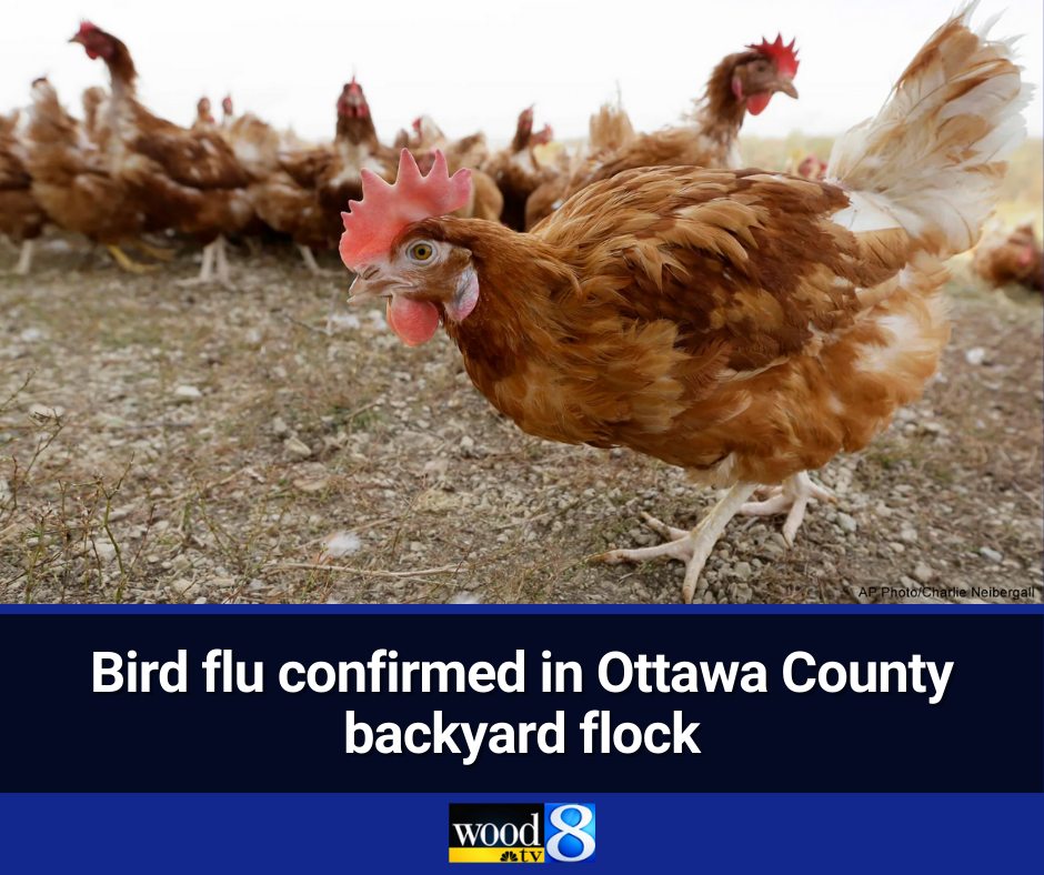 WOOD - Officials have confirmed bird flu in a backyard flock in Ottawa ...