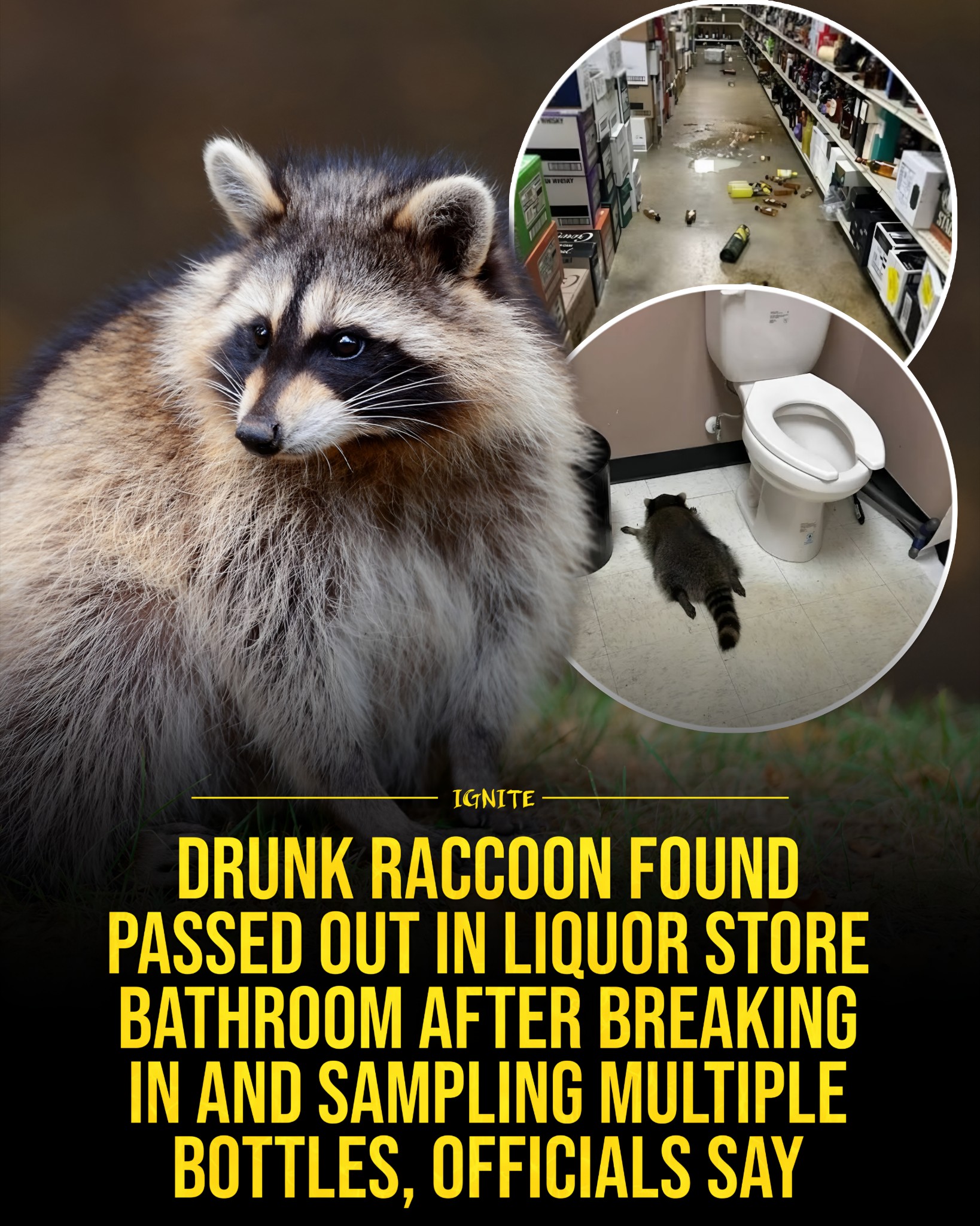 Ignite - A raccoon in Virginia just had the wildest night of its life 😅 ...