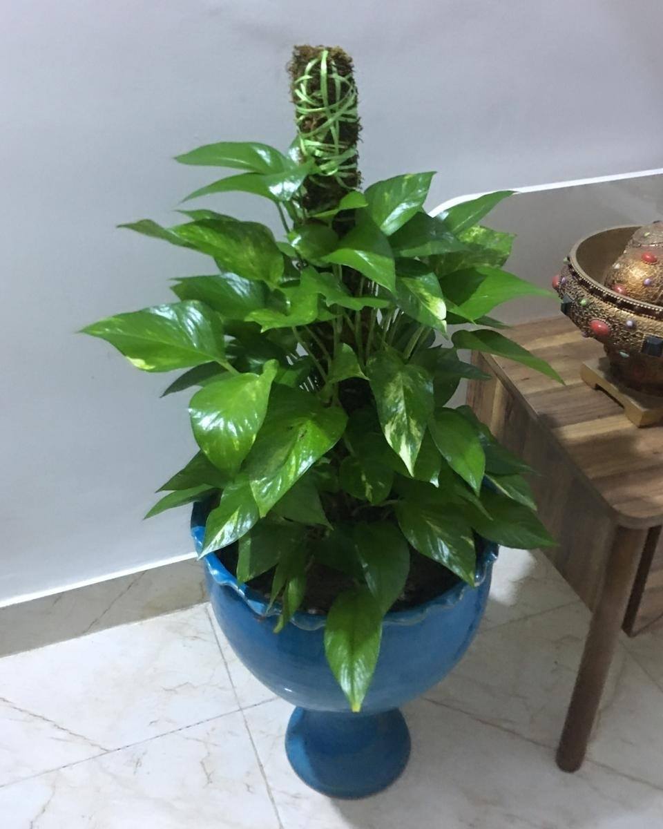 صباح الخيرات طلبية اليوم من منزل مشتل اكليل الجبل Facebook