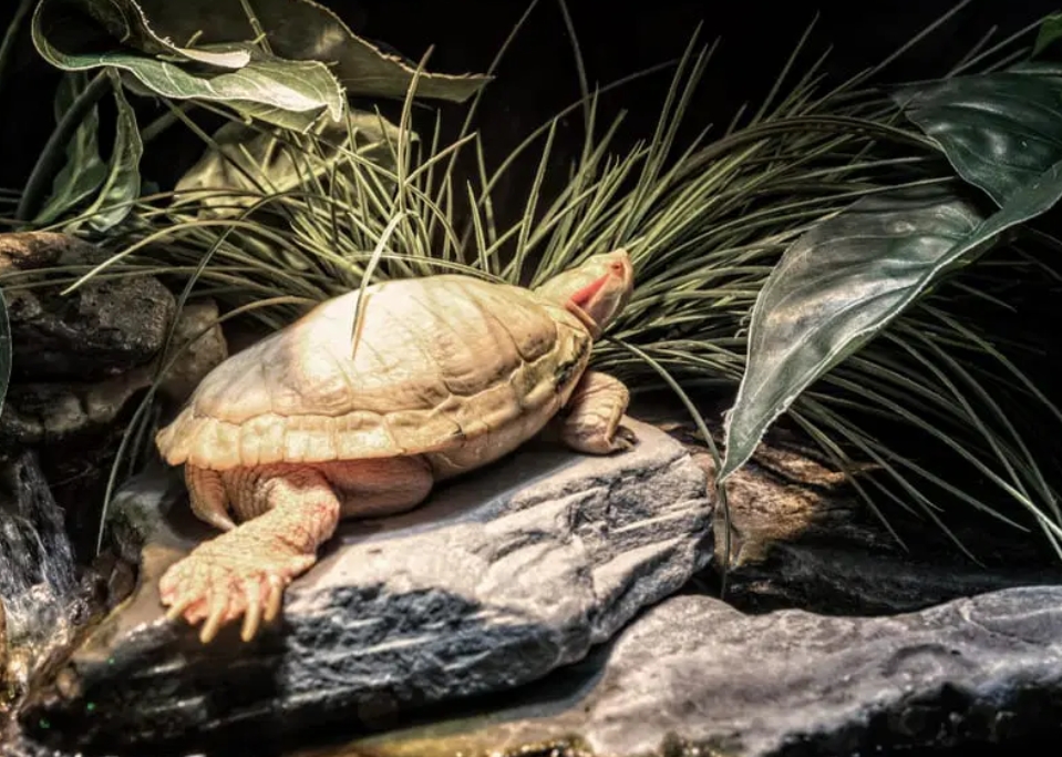 Do Turtles Need Heat Lamp? Why?... - Tucker The Tiny Tortoise | Facebook