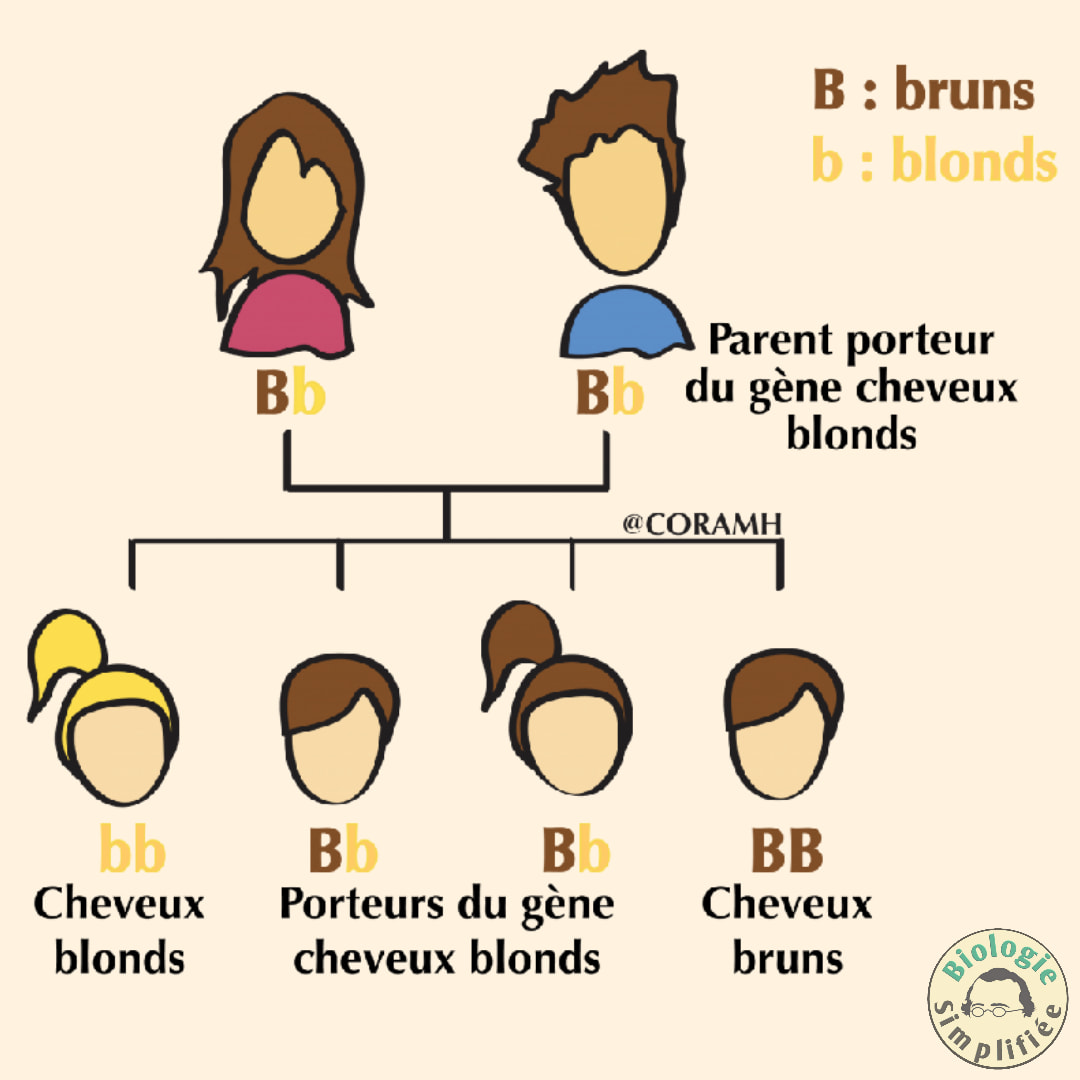 #Gène_récessif Un gène récessif doit... - Biologie Simplifiée | Facebook
