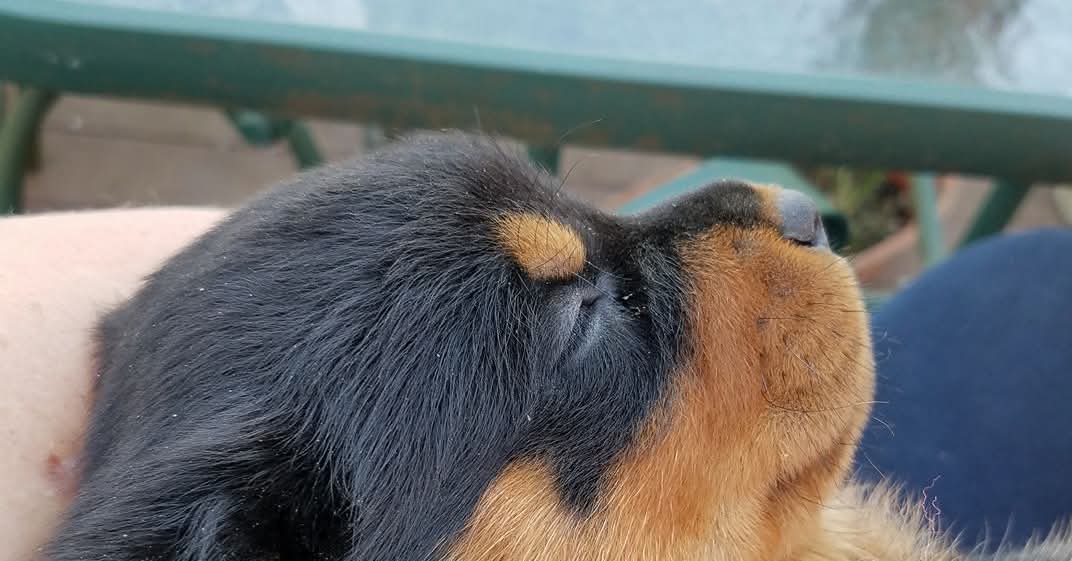 Divine Rottweilers | Cottage Grove OR
