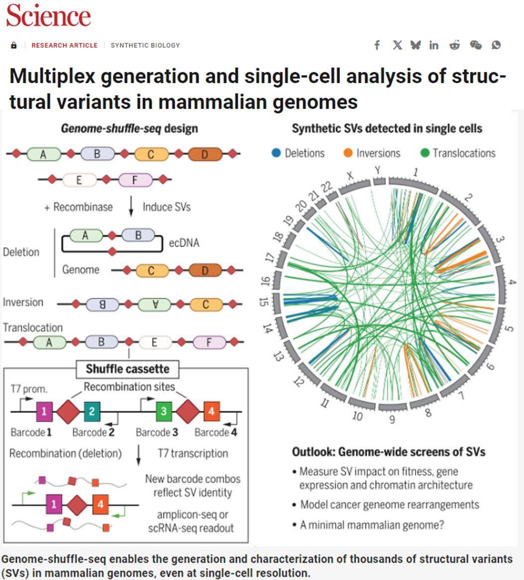 Genetics, - 𝐆𝐞𝐧𝐨𝐦𝐞-𝐒𝐡𝐮𝐟𝐟𝐥𝐞-𝐬𝐞𝐪: 𝐒𝐭𝐮𝐝𝐲𝐢𝐧𝐠 𝐭𝐡𝐞 𝐟𝐮𝐧𝐜𝐭𝐢𝐨𝐧𝐚𝐥 𝐜𝐨𝐧𝐬𝐞𝐪𝐮𝐞𝐧𝐜𝐞𝐬 𝐨𝐟 ...
