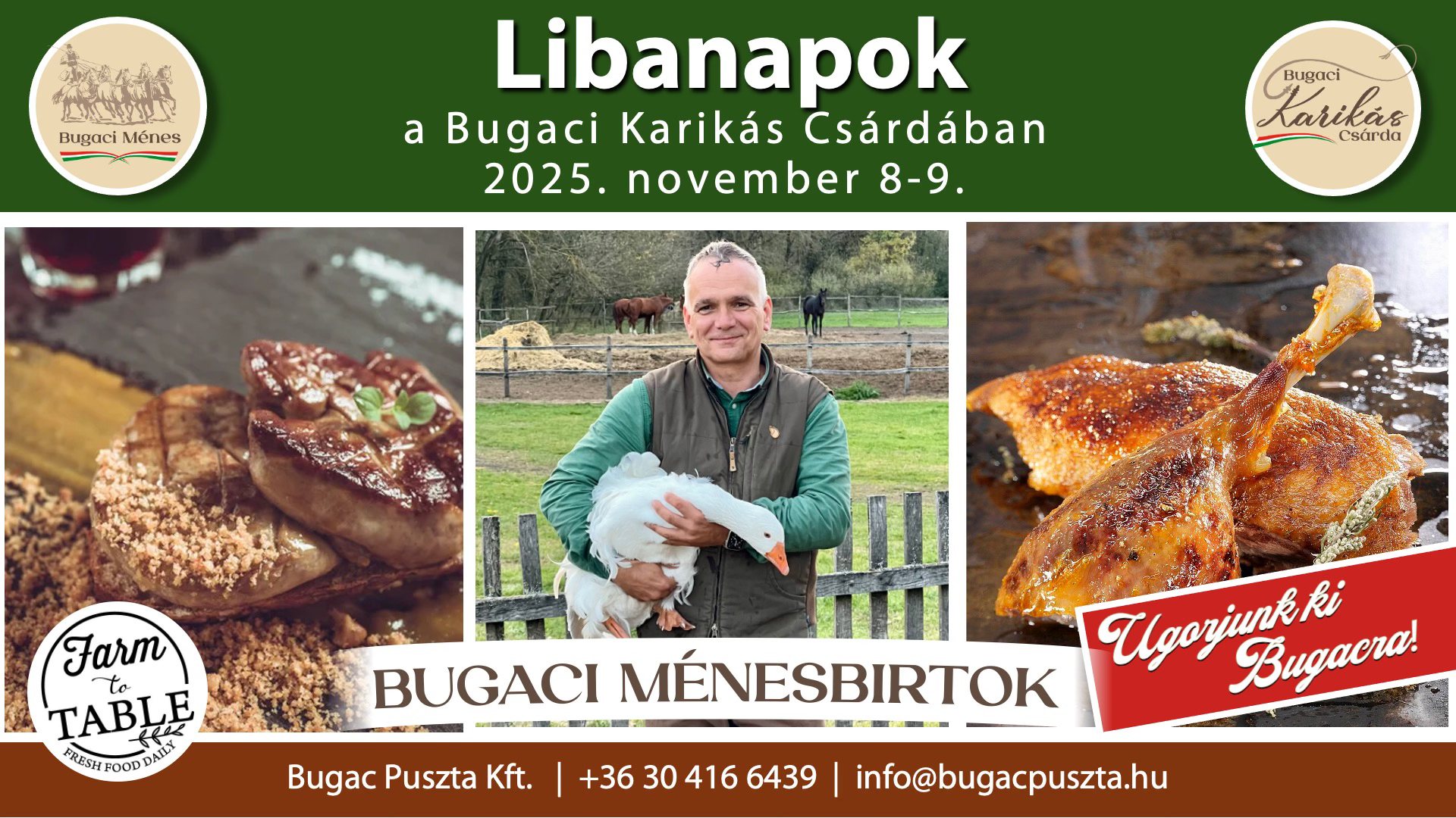 Lovasok.hu Lovak - Fedezőmének - CHARLES elegáns, kiváló mozgású ...