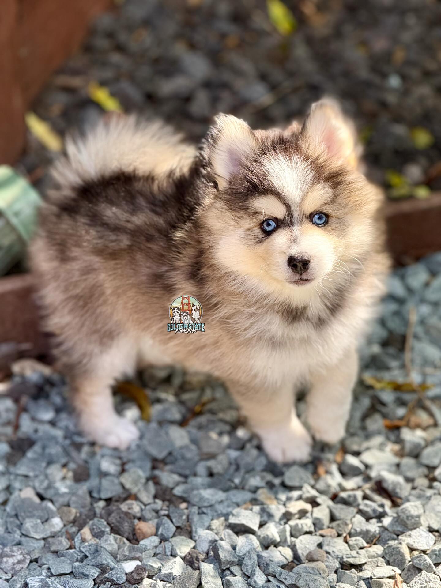 Our waitlist helps us plan... - Golden State Pomskies | Facebook